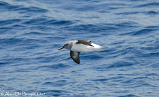 Grey-Headed Albatross - Albatros à tête grise