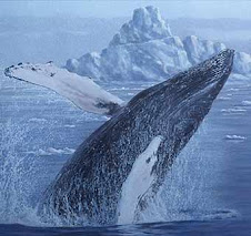 Humpback Whale-Baleine à bosses