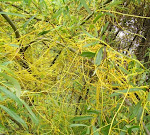 Cordyceps Sinensis