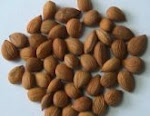 Apricot Seeds