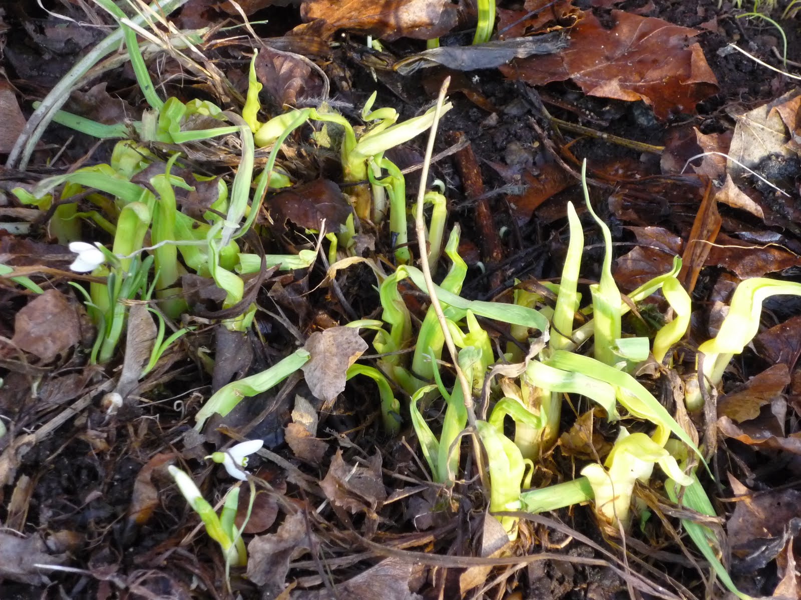 Trädgårdslivet på lindön: mars 2010