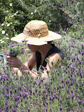 collecting Lavandula stoechas late april 09