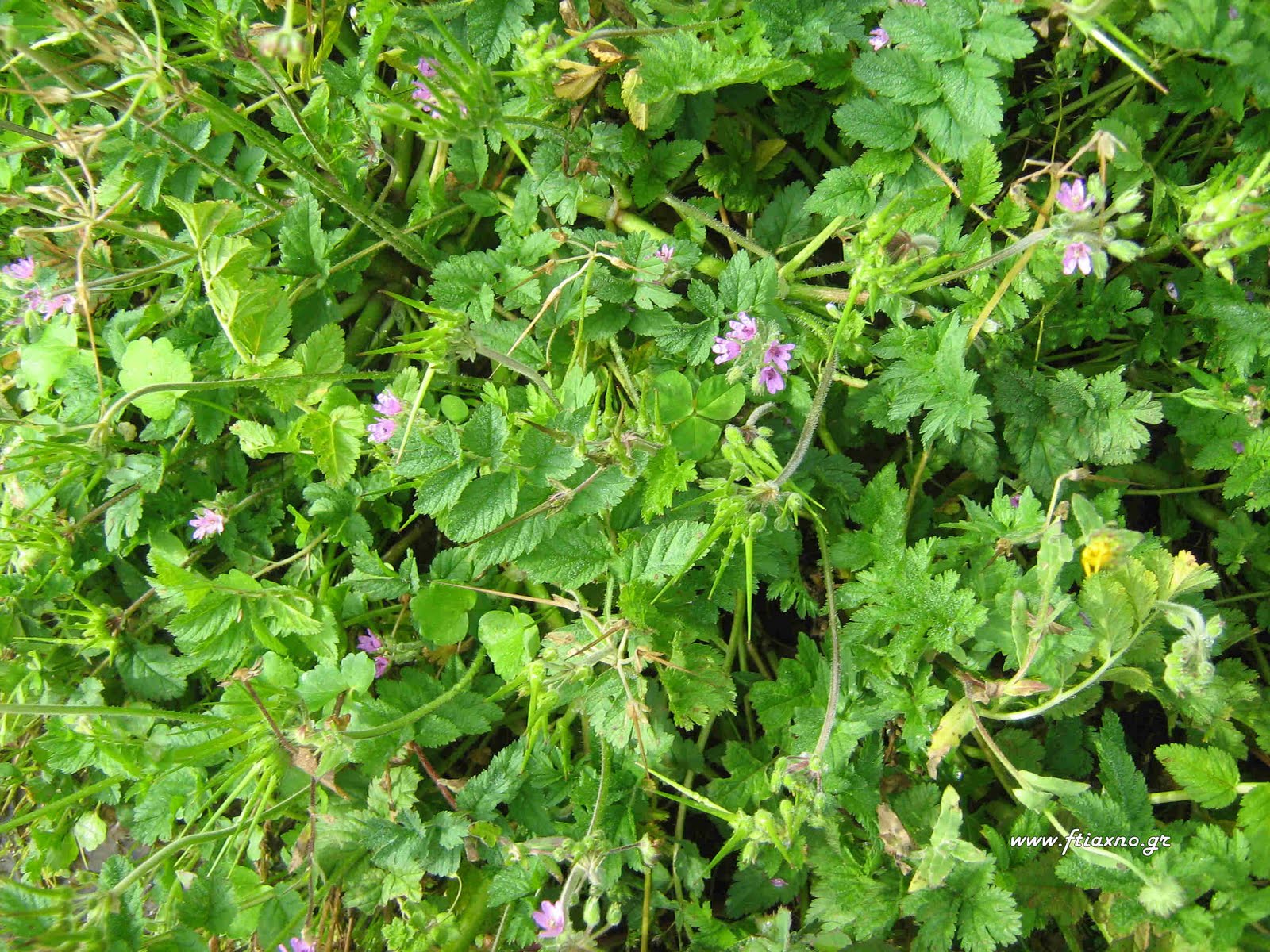 [Erodium+cicutarium-Blooming.jpg]
