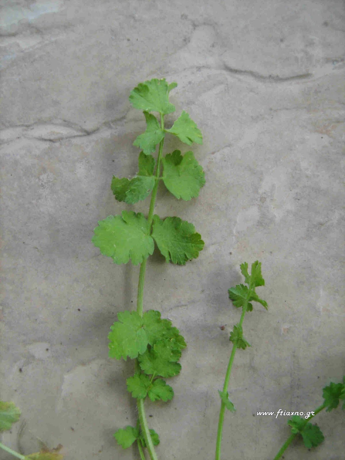 [Tordylium+apulum-Leaf.jpg]