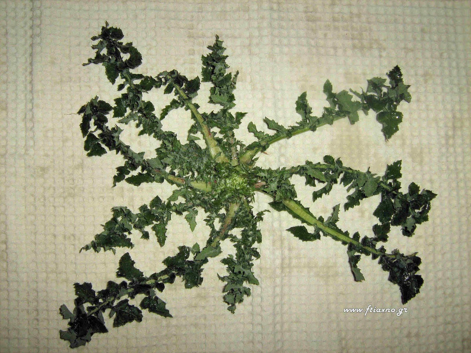 [Urospermum+picroides-Plant.jpg]