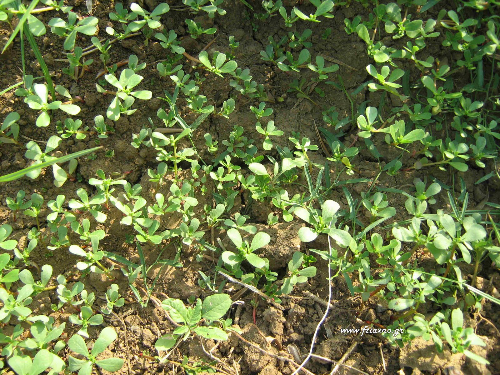 [Portulaca+oleracea-Plants+young.jpg]
