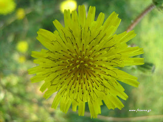 Ζοχός-Sonchus oleraceus Ζοχός-Sonchus oleraceus