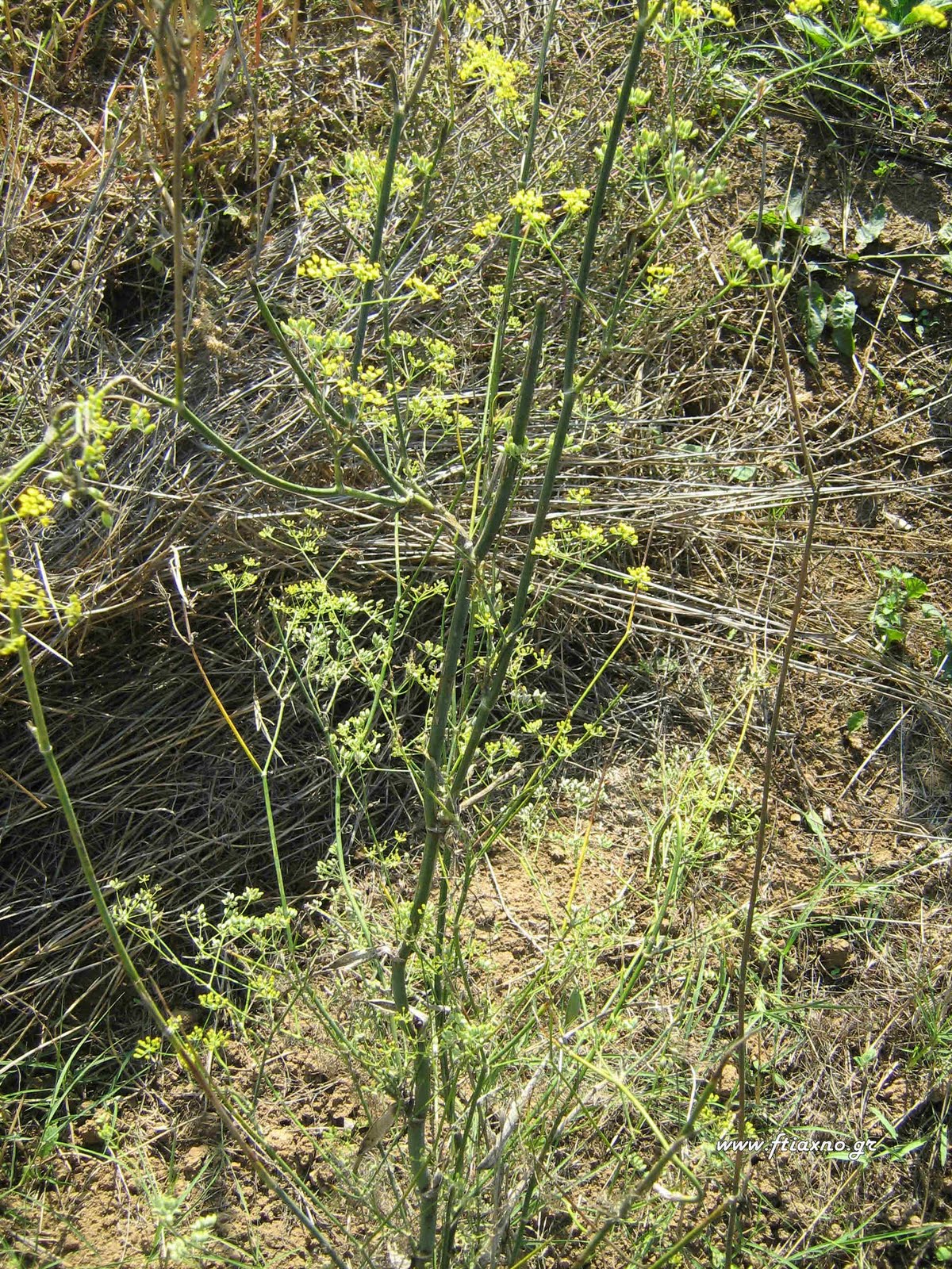 [Foeniculum+vulgare-Seeding.jpg]