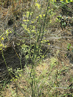 Μάραθος-Foeniculum vulgare