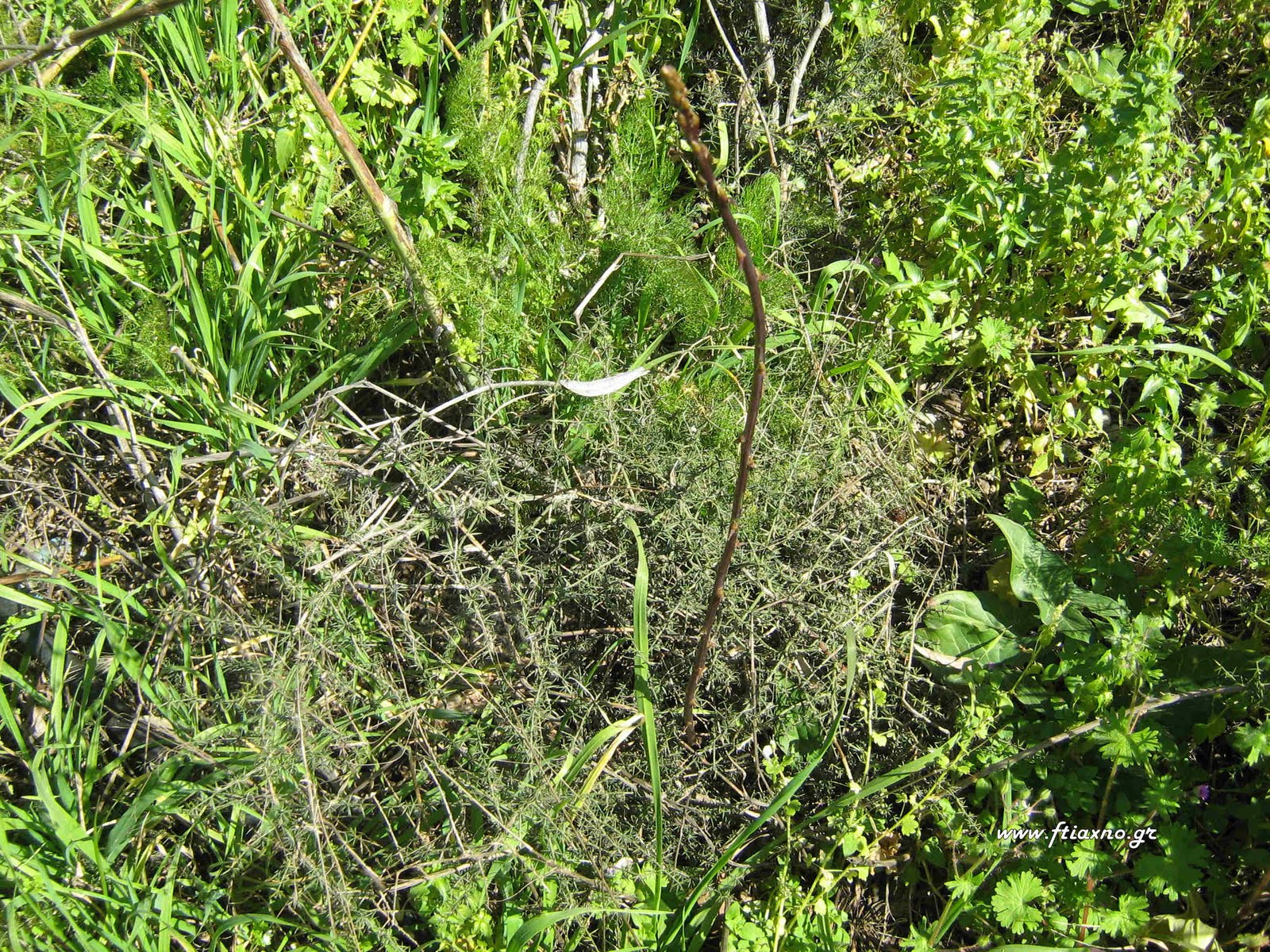 [Asparagus+sp-Plant.jpg]