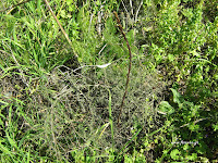 Σπαράγγια άγρια-Asparagus sp.