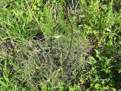 Σπαράγγια άγρια-Asparagus sp. Σπαράγγια άγρια-Asparagus sp.