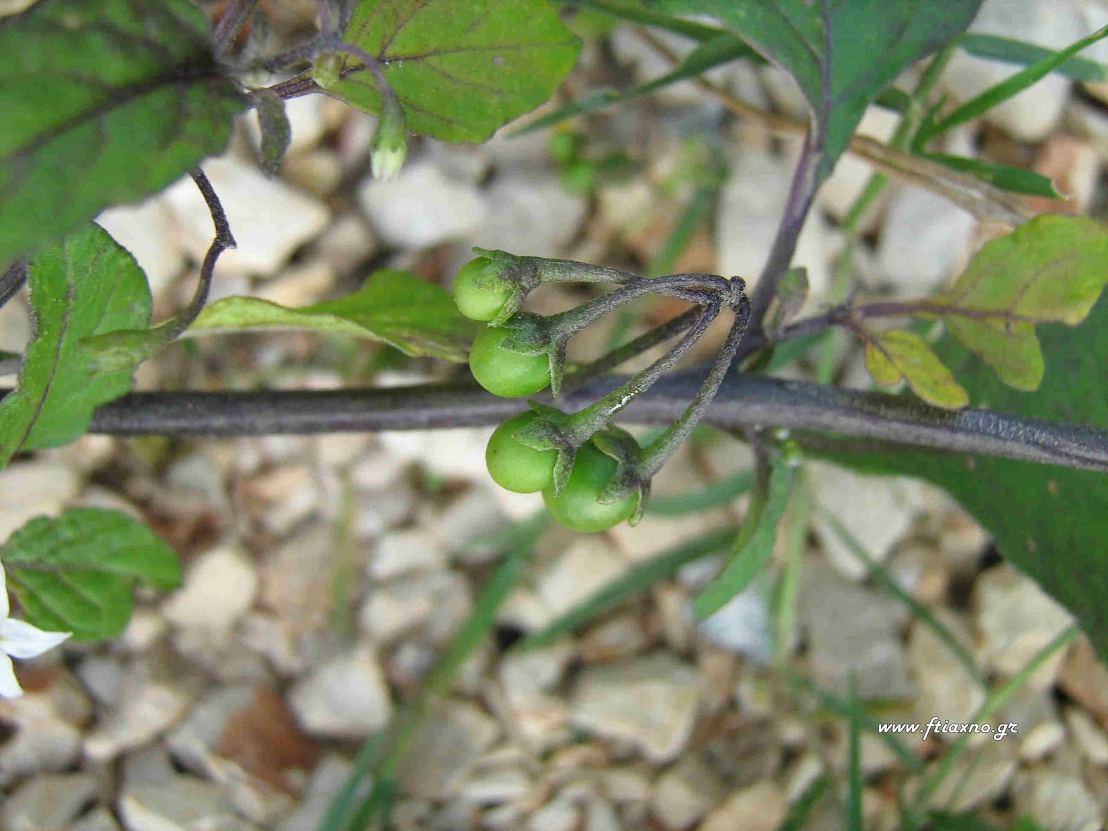 [Solanum+nigrum-Fruit+close.jpg]