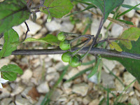 Στρύφνος-Solanum nigrum