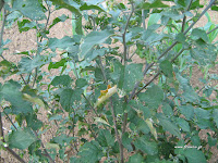 Στρύφνος-Solanum nigrum