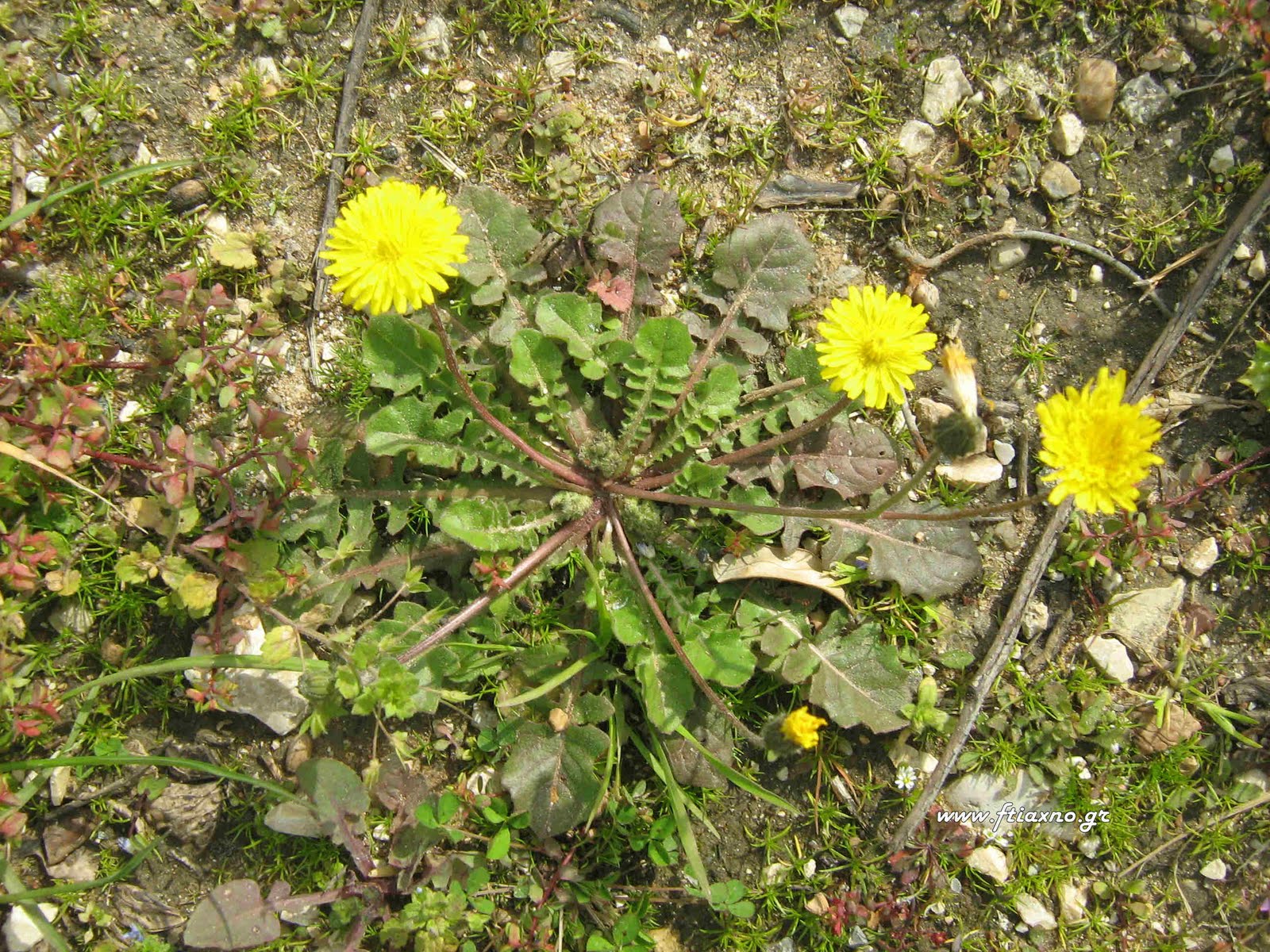 [Taraxacum+Officinale+small.jpg]