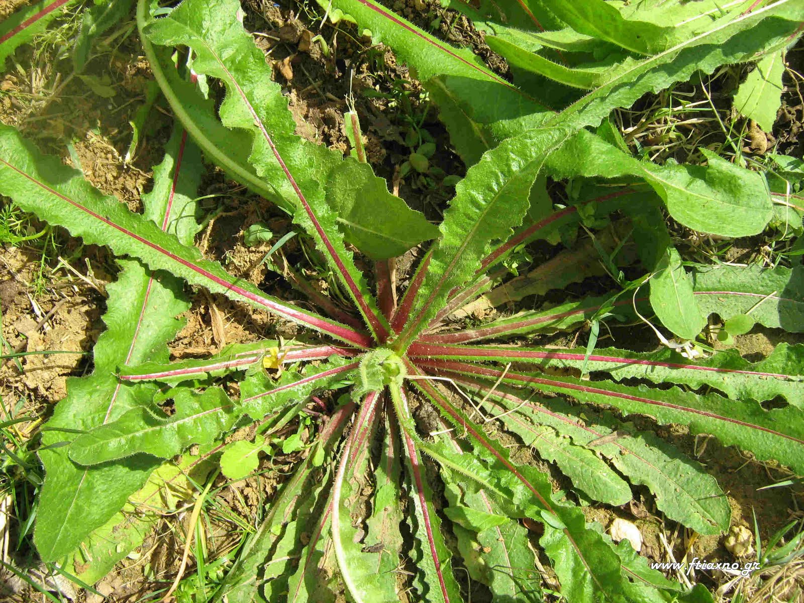 [Xeirobotano-Plant.jpg]