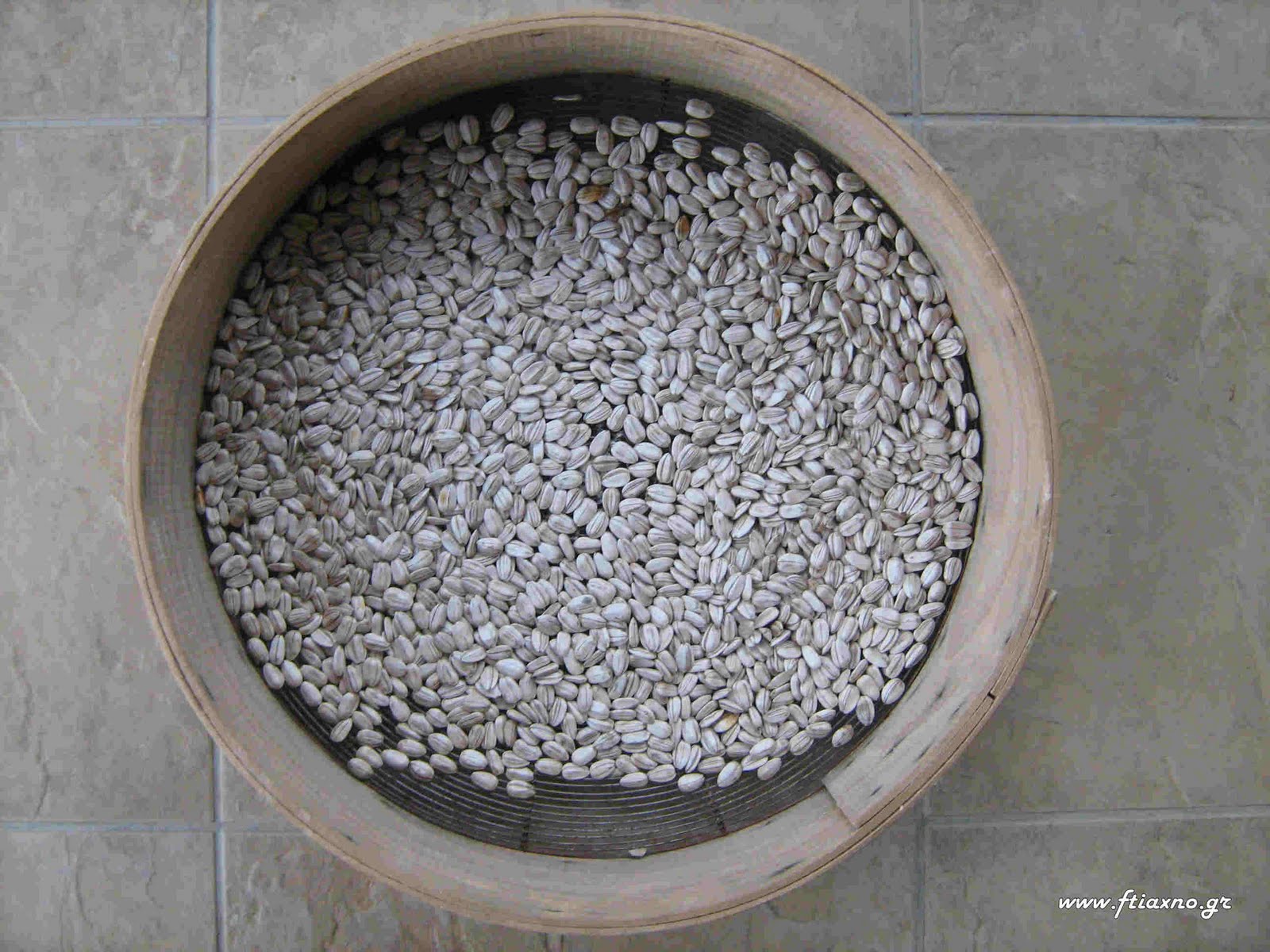 [Sun+flower+seeds.jpg]