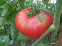 Ντομάτα σπορά φύτεμα καλλιέργεια  Brandywine+tomato-Close