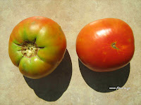 Ντομάτα σπορά φύτεμα καλλιέργεια  Tomato-Mortgage+Lifter