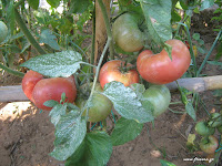 Ντομάτα σπορά φύτεμα καλλιέργεια  Tomato+Brandywine-Plant