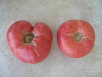 Ντομάτα σπορά φύτεμα καλλιέργεια  Tomatoes+Brandywine-Close
