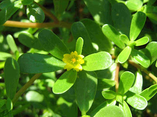 Αντράκλα-Portulaca Oleracia Αντράκλα-Portulaca Oleracia
