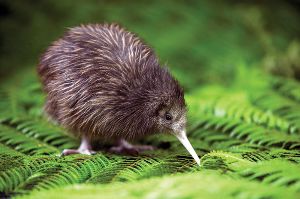 [kiwi.jpg]