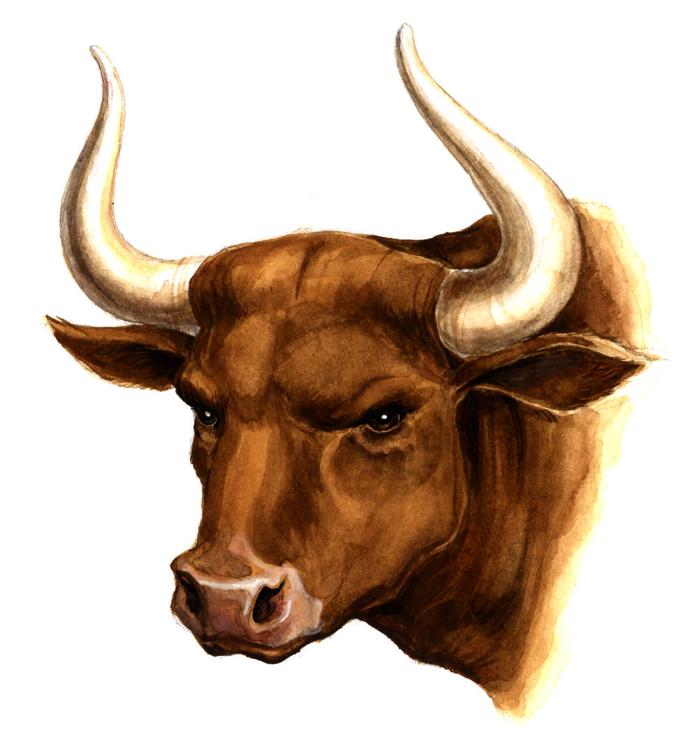 [stock+bull.jpg]