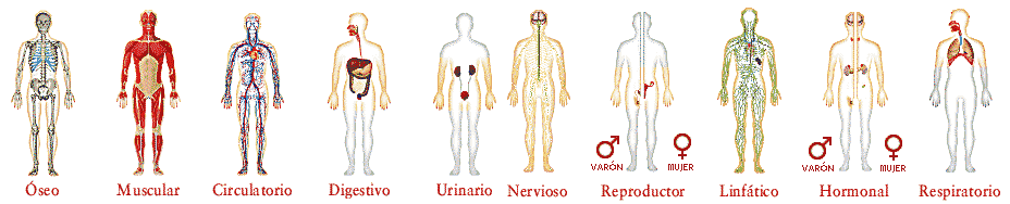 El cuerpo Humano