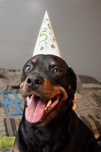 Birthday Rottweiler