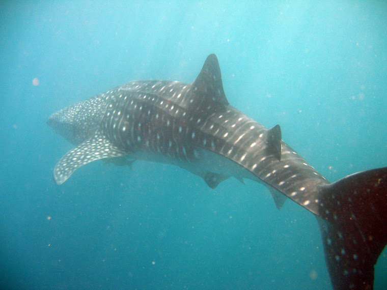 Whale Shark
