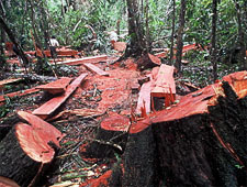 illegal loggers