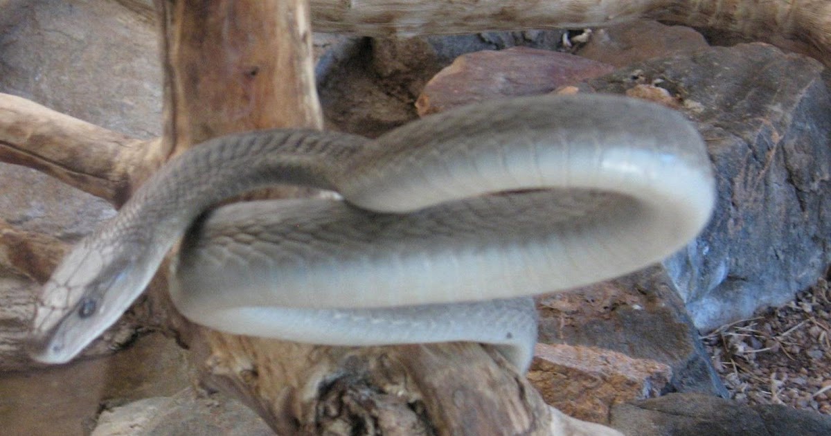 African Wildlife Black Mamba Facts