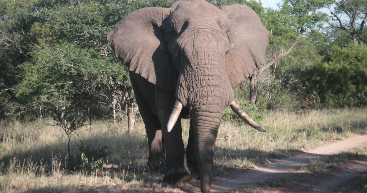 African Wildlife: African Elephant Facts