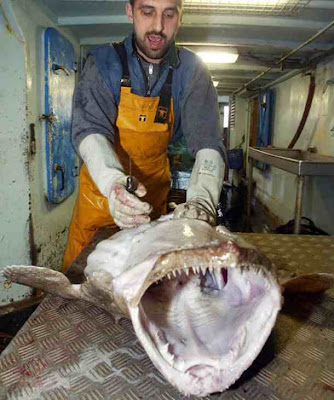 Anglerfish Anglerfish
