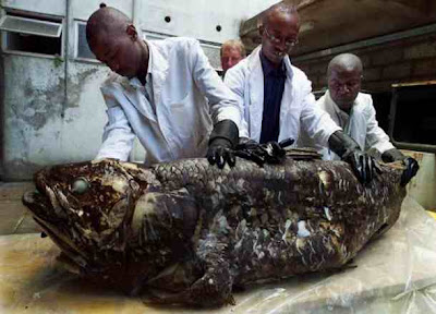 Ikan Purba Ikan Purba