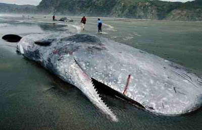 Sperm Whale Sperm Whale