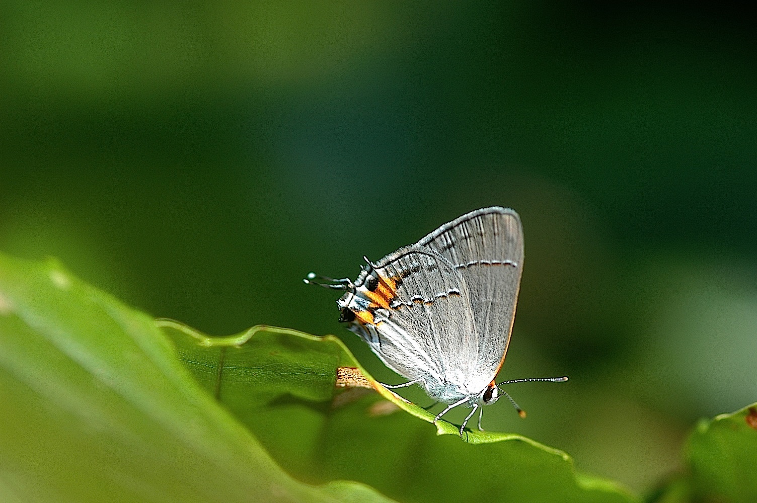 Field Biology in Southeastern Ohio Butterflies