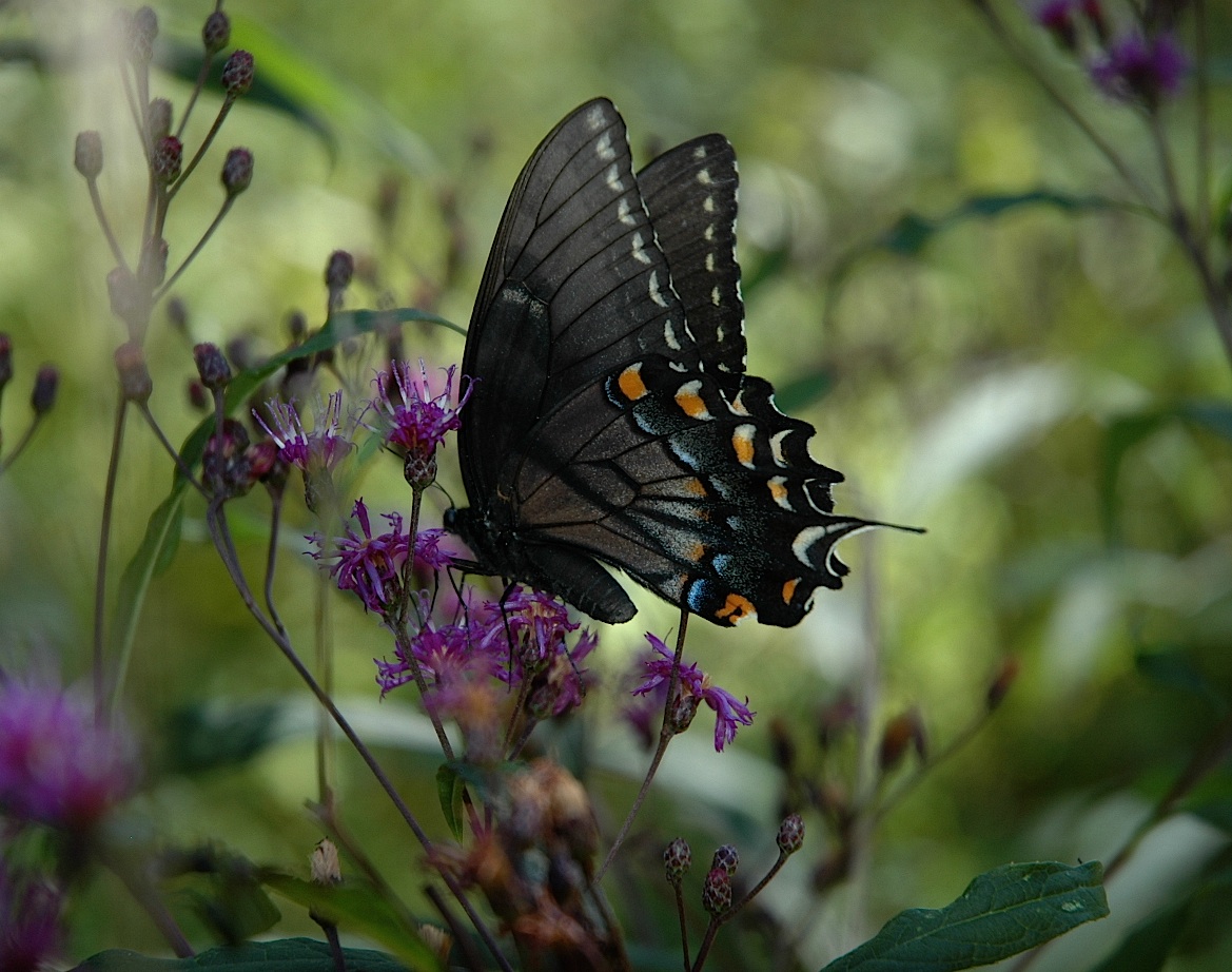 Field Biology in Southeastern Ohio Butterflies