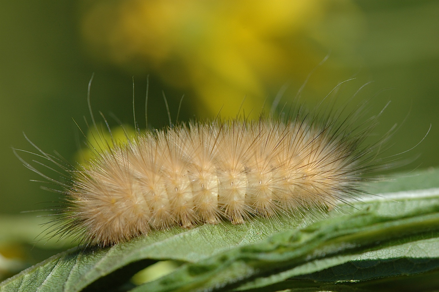 fuzzy orange caterpillar identification light yellow fuzzy caterpillar