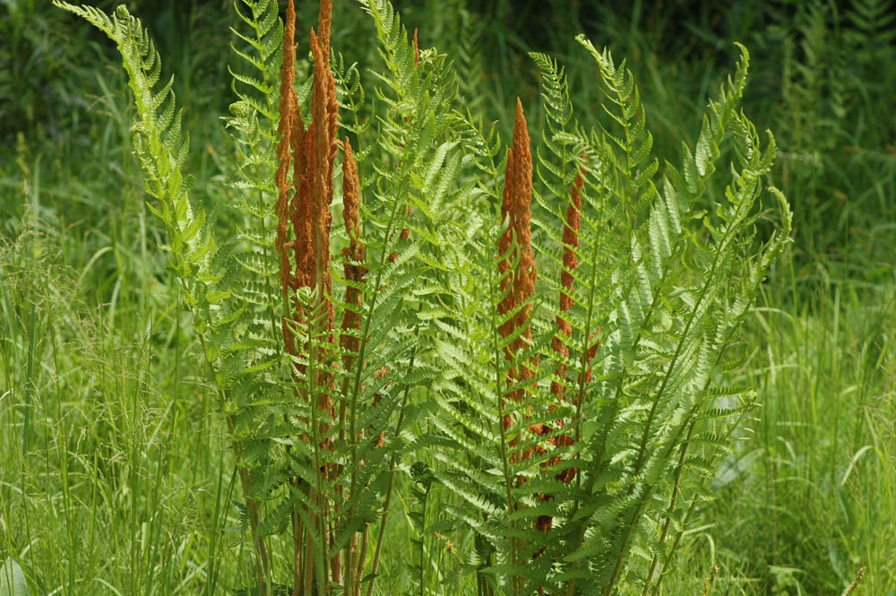 Field Biology in Southeastern Ohio Zaleski Wetlands