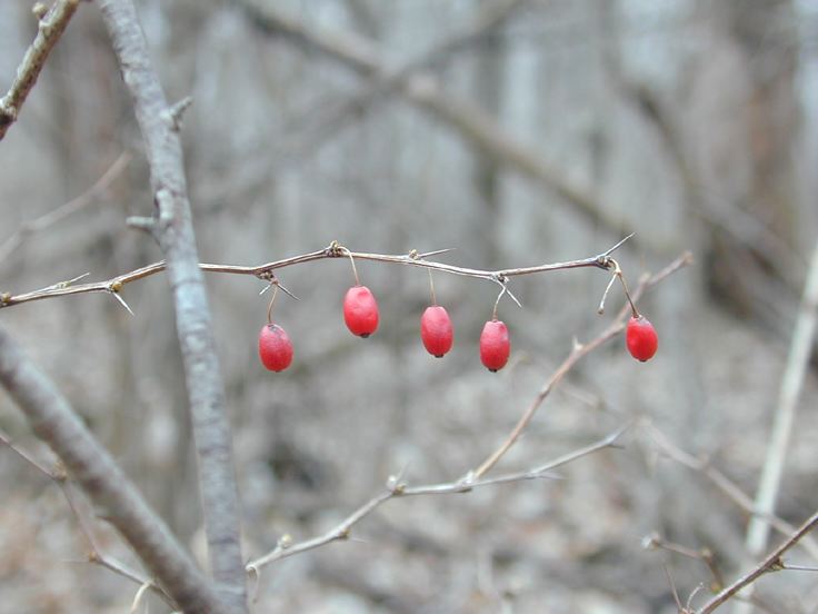 A showy plant of swamps and