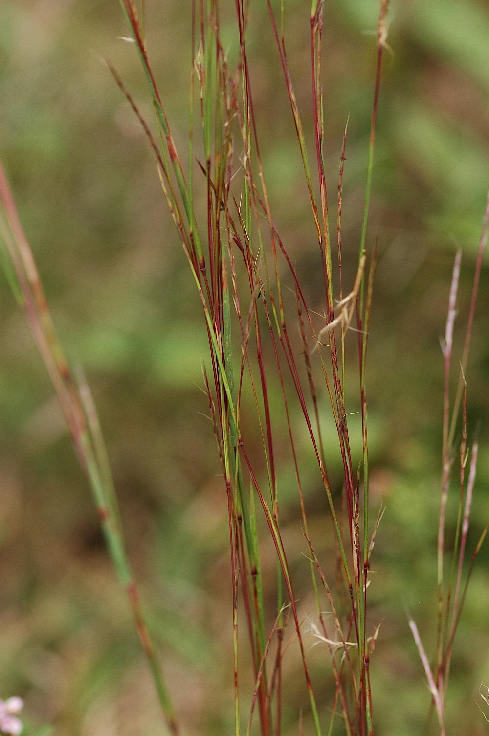 Field Biology in Southeastern Ohio Pass The Grass