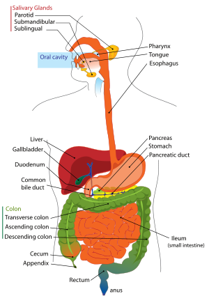 a fairly large part of human