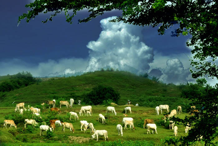 Ternak Di Padang Rumput