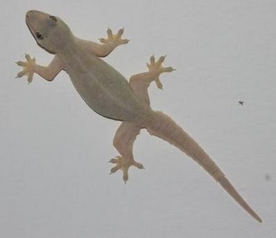 Aishiteru Cicak Bertahi Hitam Putih