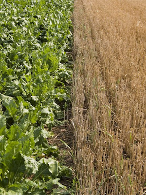 Champ bicolore - Leuze-en-Hainaut - Belgique - Anne-Sarine Limpens - 2008