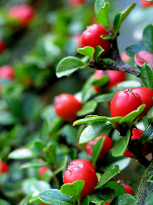 Cotonéastère - Leuze-en-Hainaut - Belgique - Anne-Sarine Limpens 2008