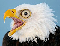 A Specter Is Haunting America thumbnail